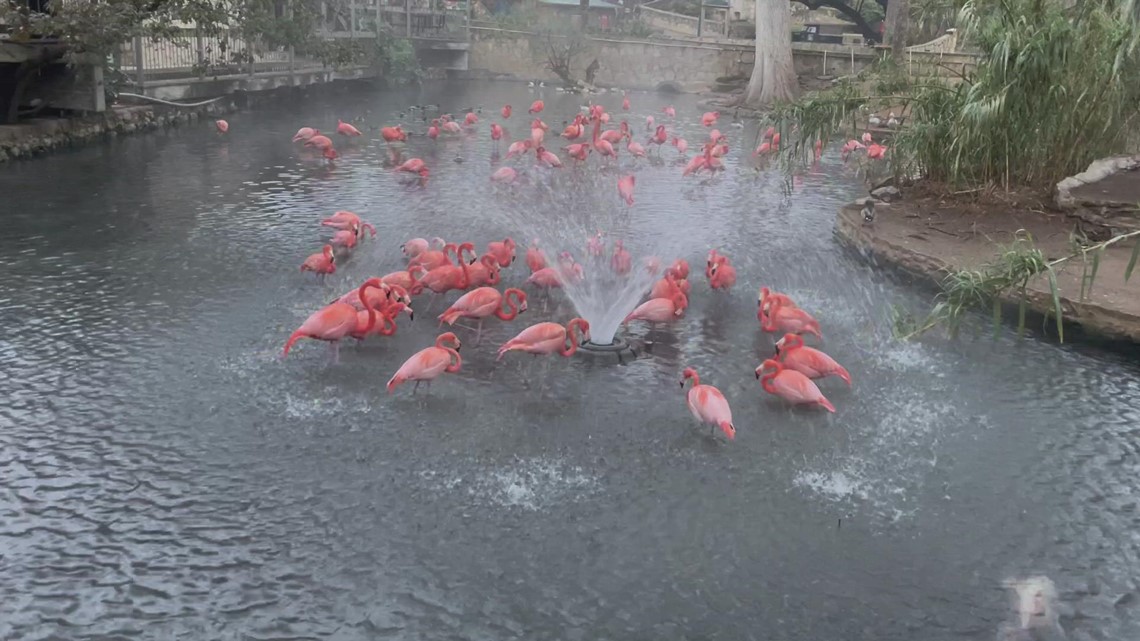 Flamingos taking a splash at the San Antonio Zoo