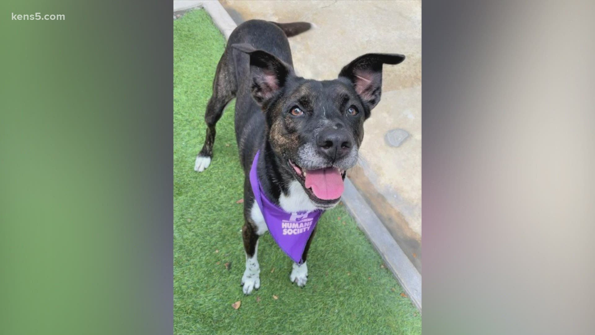 This 7-year-old dog loves kids and gets along with other dogs. She has a calm personality and needs a loving home. She's available at the San Antonio Humane Society.