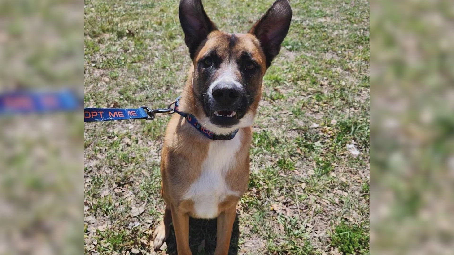 2-year-old Belgian Malinois mix named Dodger has lived whole life at  shelter | Forgotten Friends, image size:1920x1080