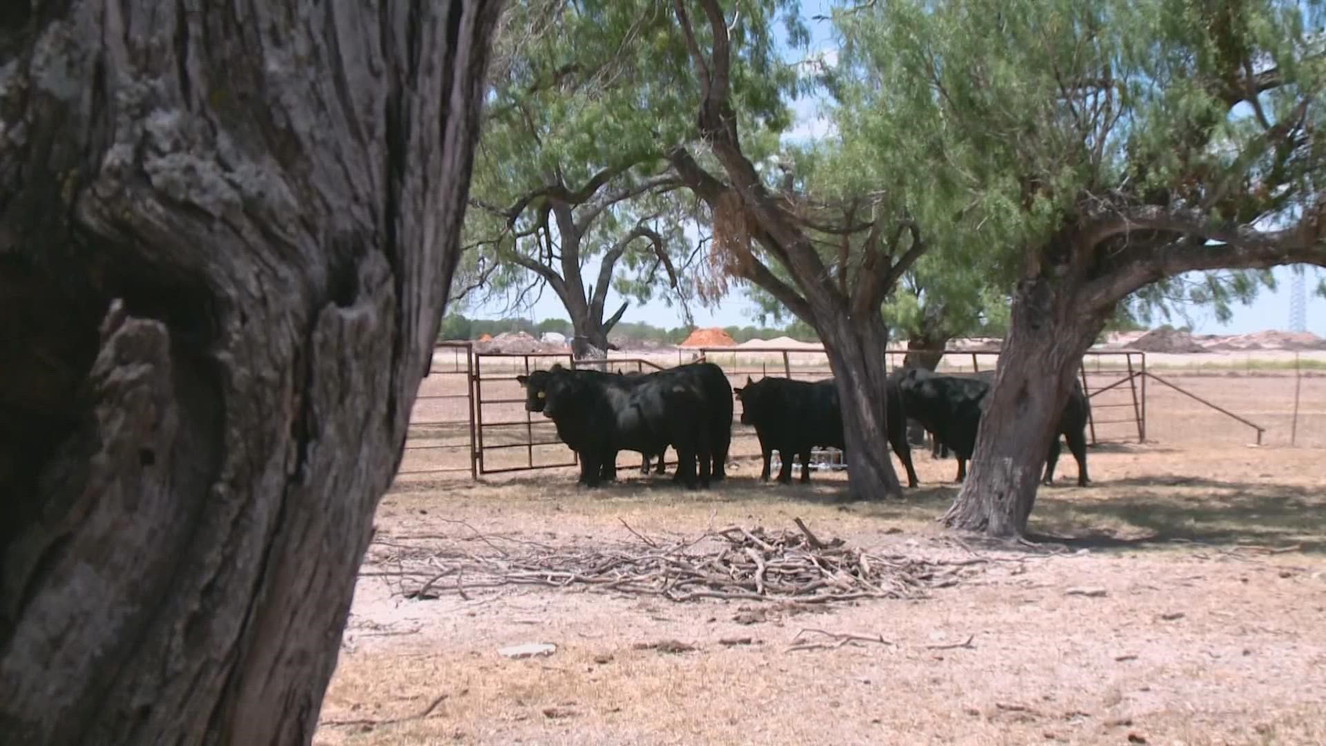 One San Antonio rancher says due to the heat and drought conditions, there's been no grass for cows to graze on.