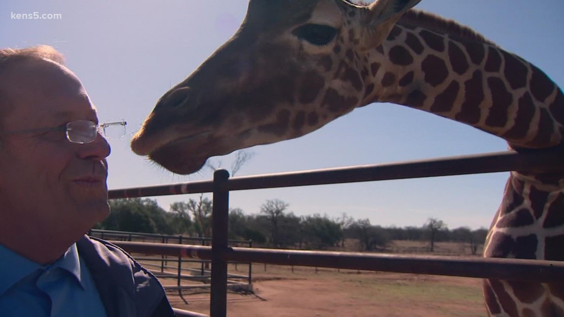 Barry Davis gets licked by giraffe at Longneck Manor in Fredericksburg, Texas