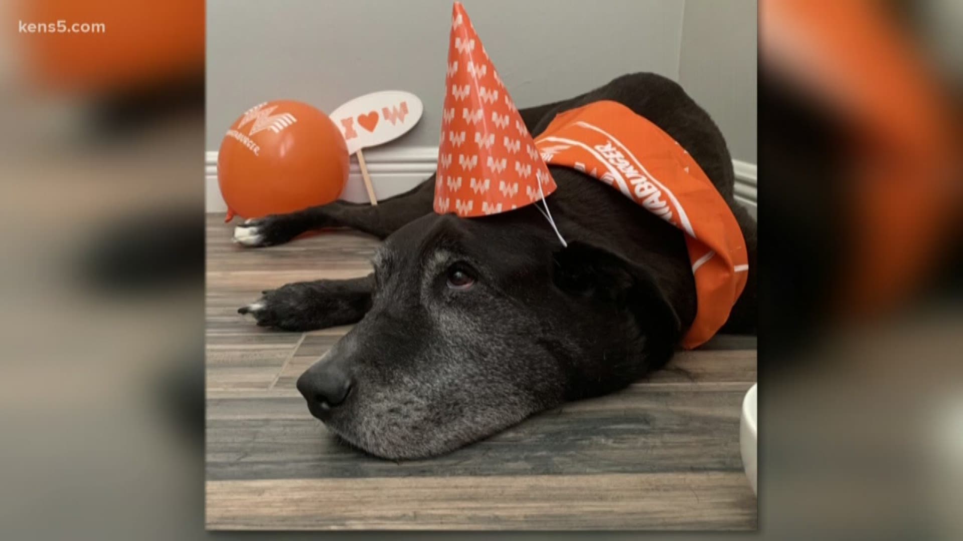 Stitch the four-legged customer loved the Whataburger Jr. plain and dry with cheese, so it only made sense to have the last few days of his life surrounded by his loved ones…and burgers.