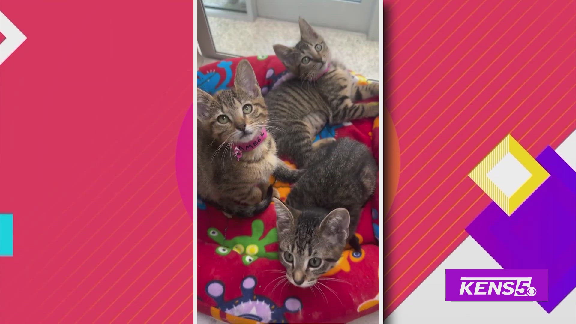 Humane Sa Become a Foster with SA Human Society | Great Day SA | kens5.com