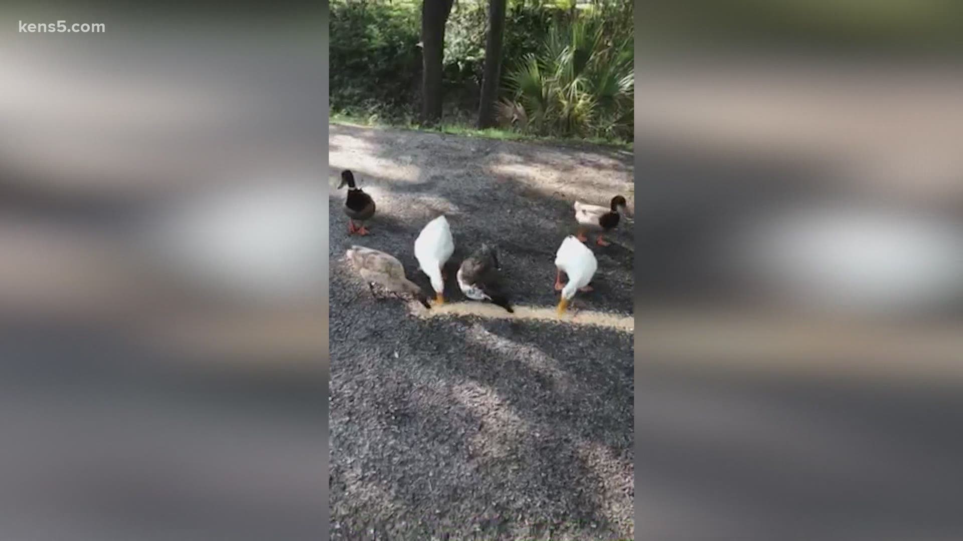 Once the ducks hear that container of corn shaking, they come running! Alex Pena says the ducks are trained to come whenever they hear the container shaking.