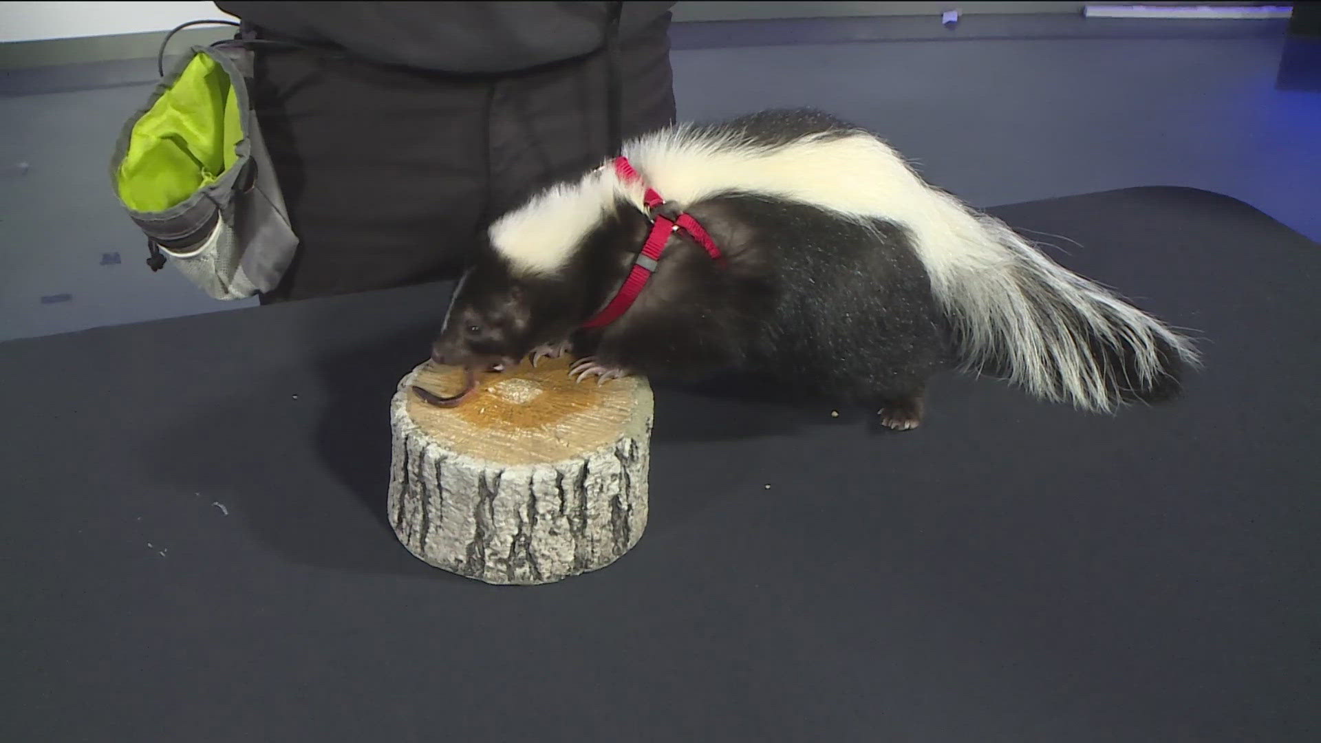 A surprising visit from a skunk and a snake to the KENS 5 studio!