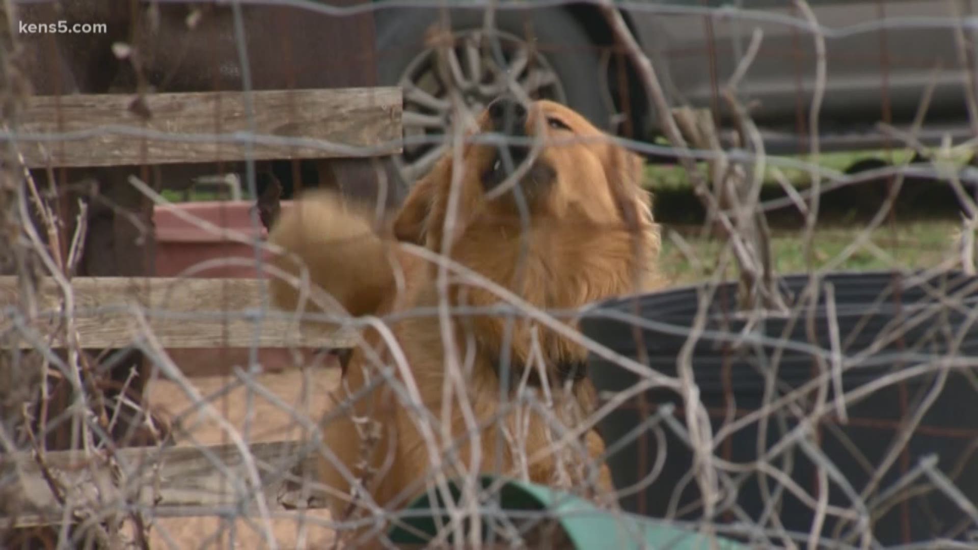 One Atascosa County resident says the evidence is clear that someone is shooting neighbors' dogs.