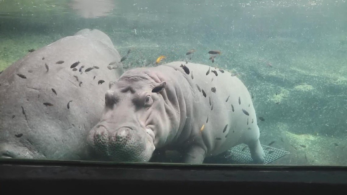 San Antonio Zoo offers private tours to see the hippos up close