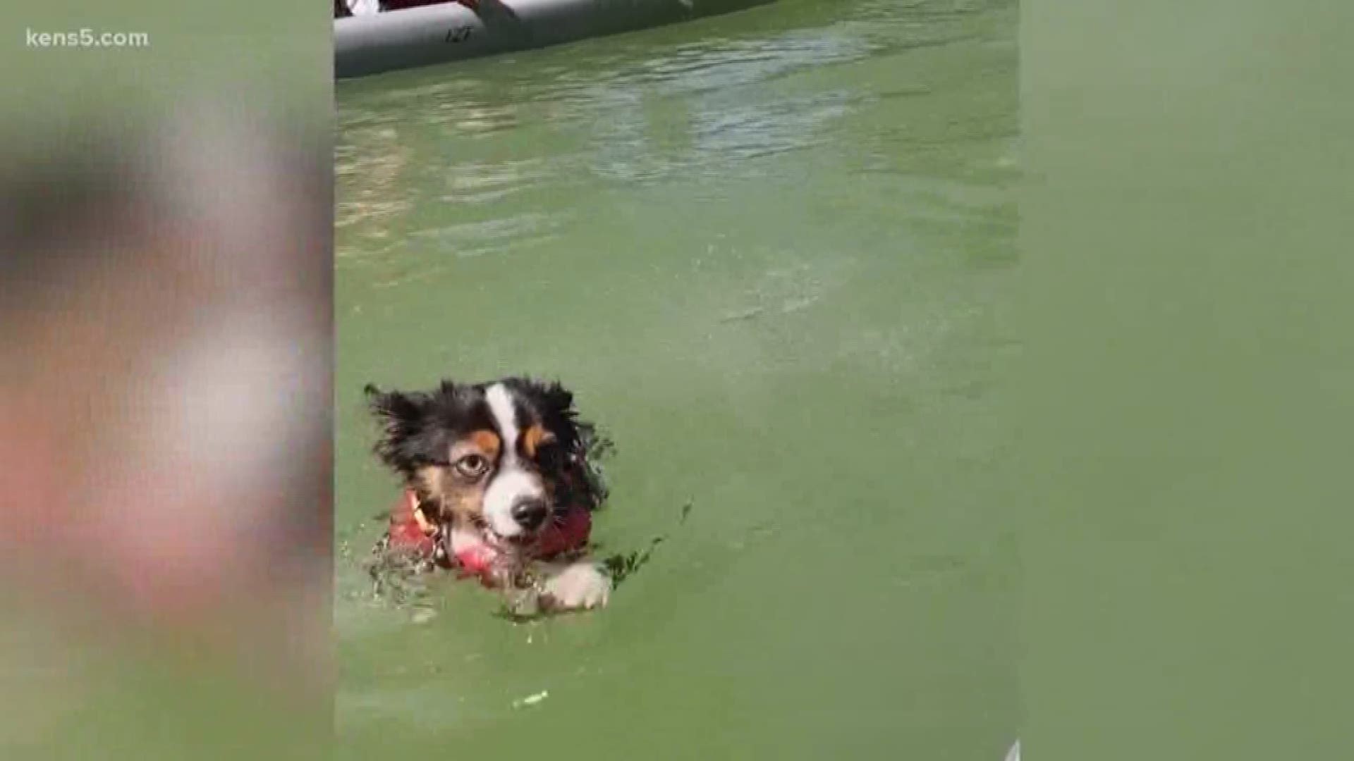 will algae water make dogs sick