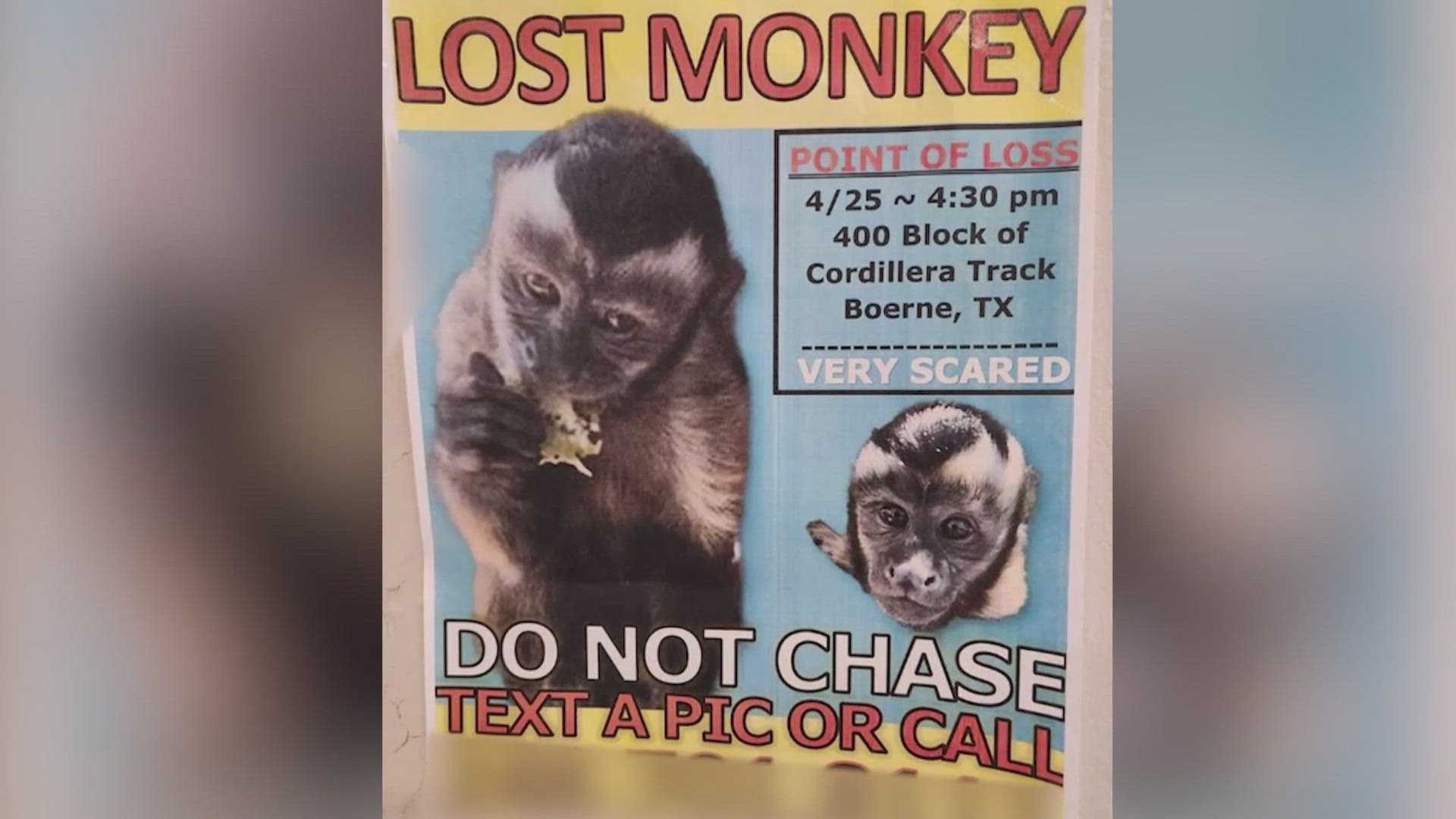 Monkey on the loose in Boerne