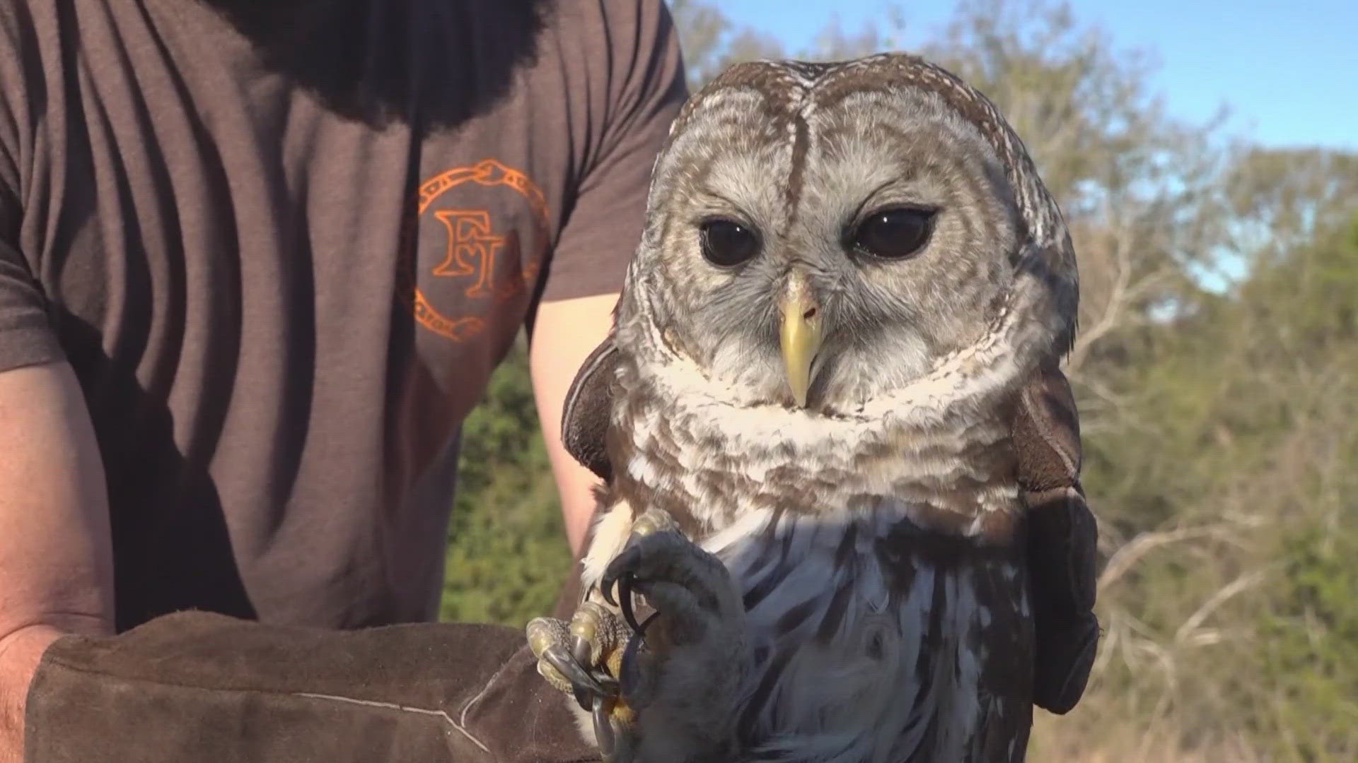 The bird was able to fly free after staying at a rehabilitation facility. 