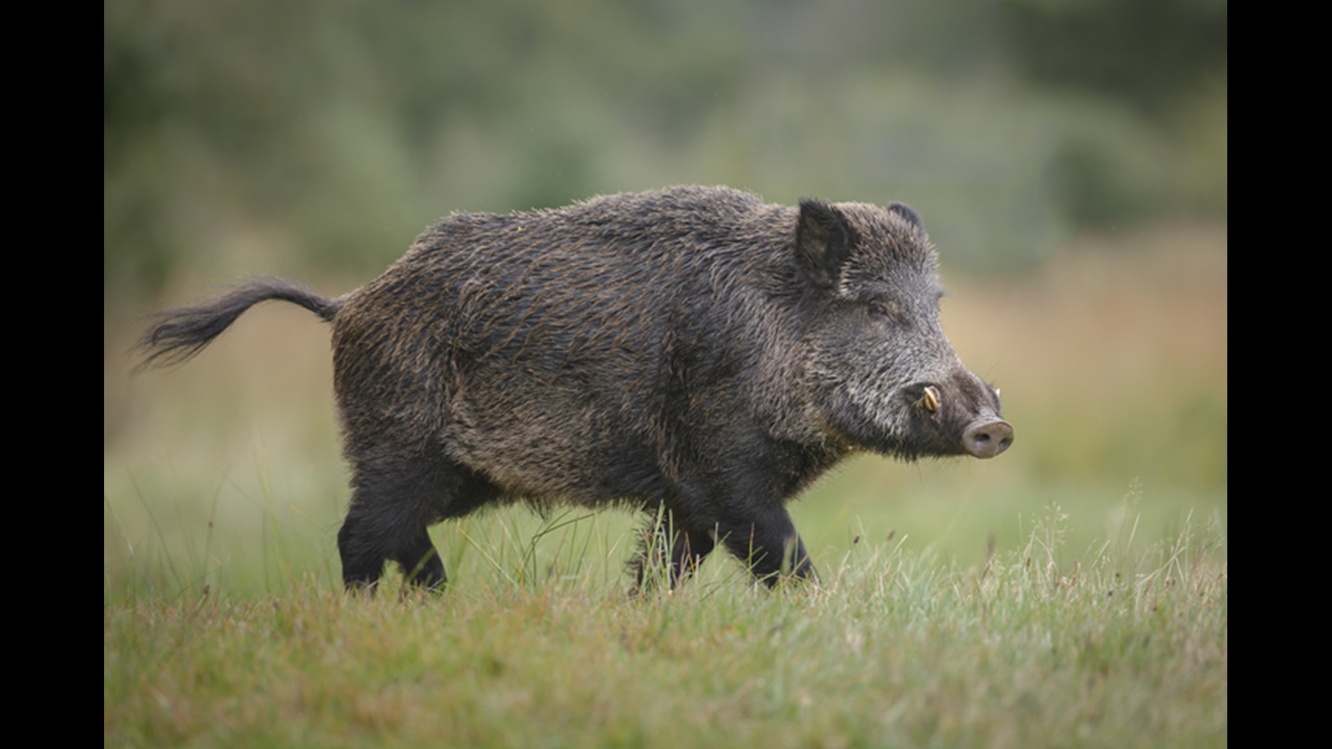 Wild Pigs Attack