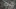 8-year-old girl dies in the custody of border patrol agents in Rio Grande Valley