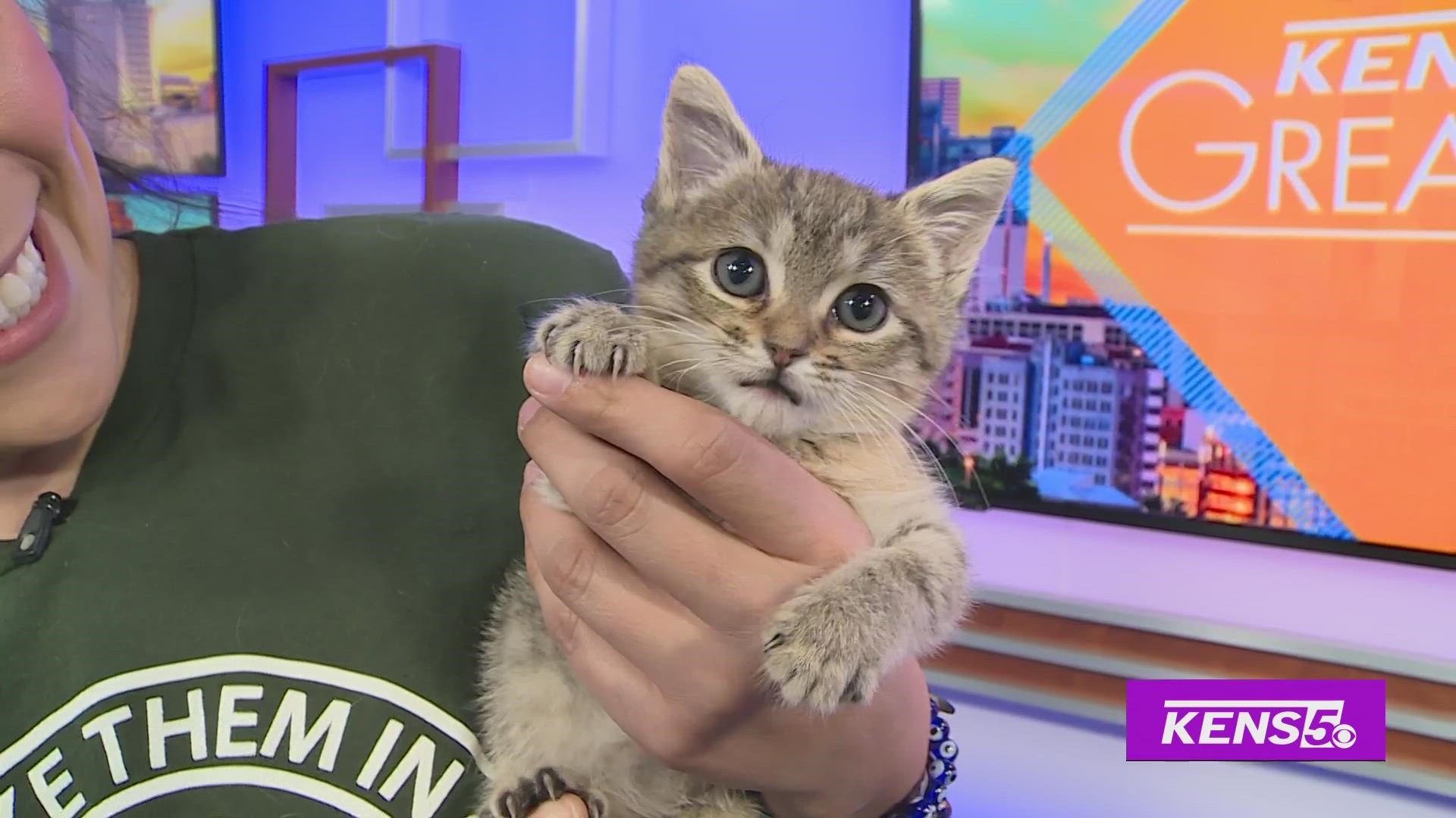 Animal Defense League shares how you can help donate or foster.