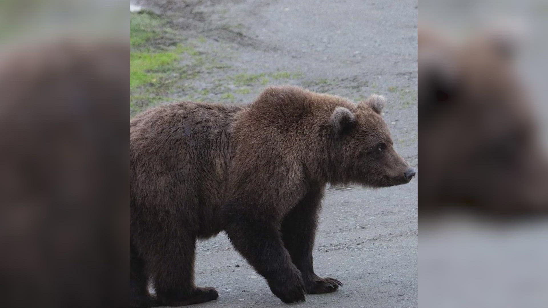 Fat Bear Week is an event centered around brown bears fattening up for their long winter slumber.