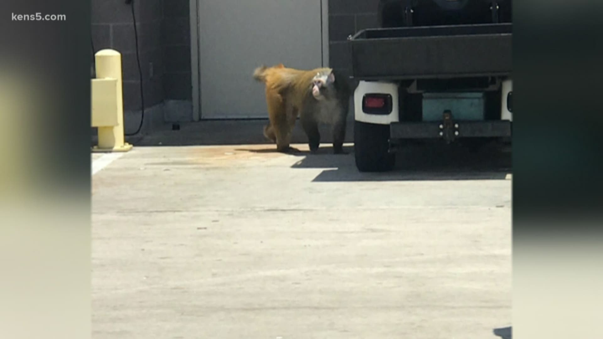 A monkey ran wild for nearly two hours at the San Antonio airport. Animal experts then caught 10-year-old Dawkins and sent him along to his retirement home in La Salle County. Eyewitness News reporter Henry Ramos is live at the airport.