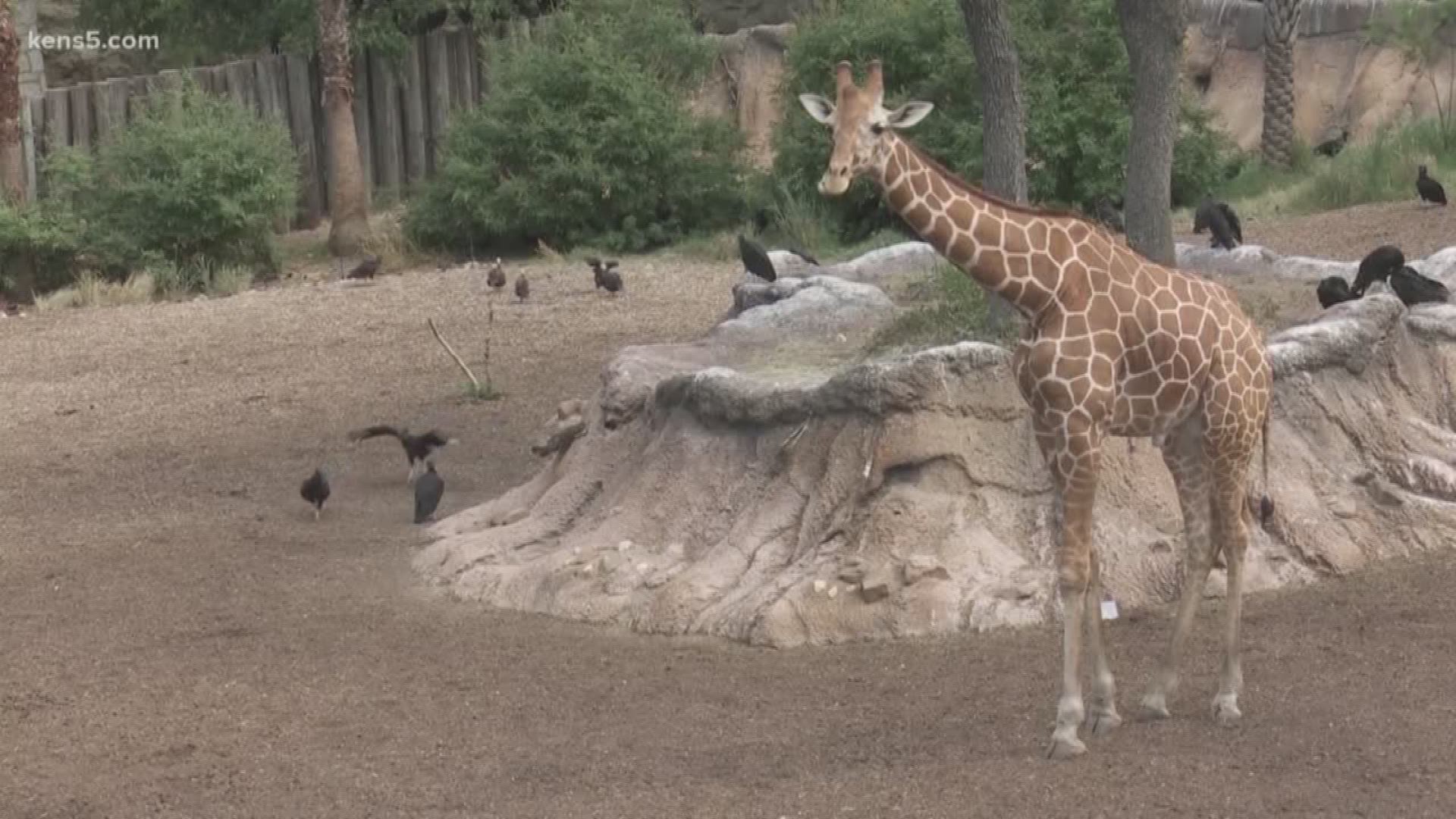 While Toys R Us is going out of business, the San Antonio Zoo wants to save the mascot to use for a giraffe conservation campaign.