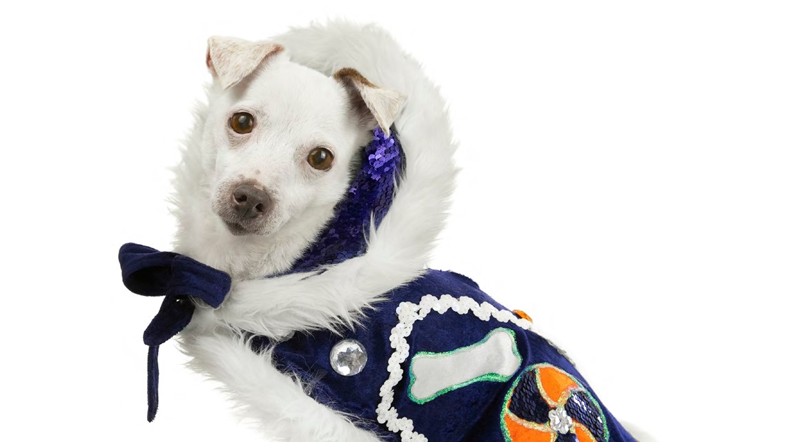 humane society dog jacket