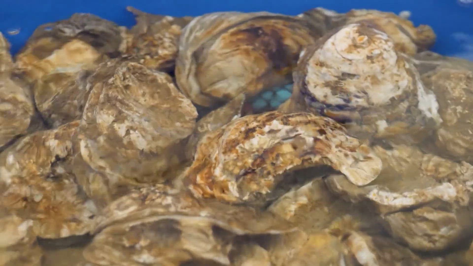 Texas Parks and Wildlife is moving to halt oyster harvesting in areas across the state.