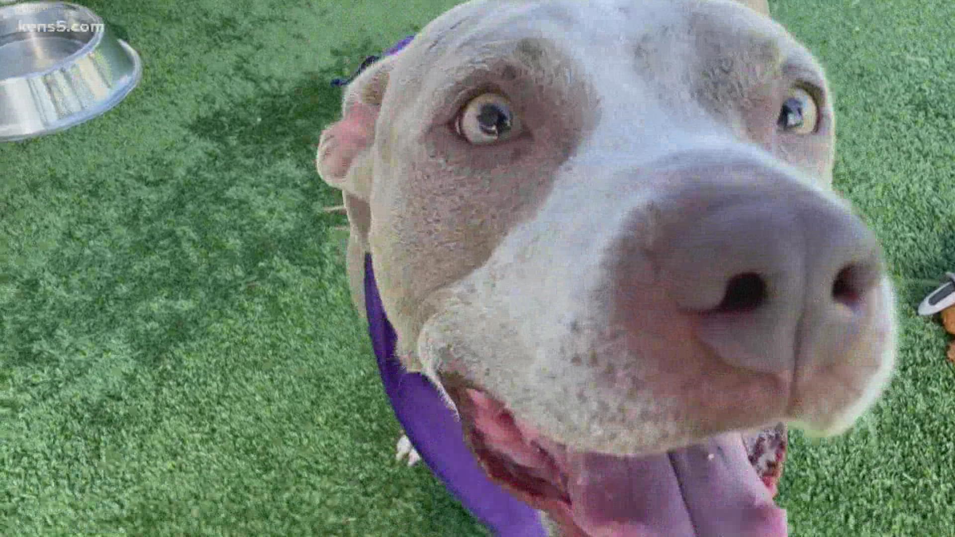 She loves all people and treats, too. She's part of the San Antonio Humane Society's first group of dogs transferred from Houston due to Hurricane Ida.
