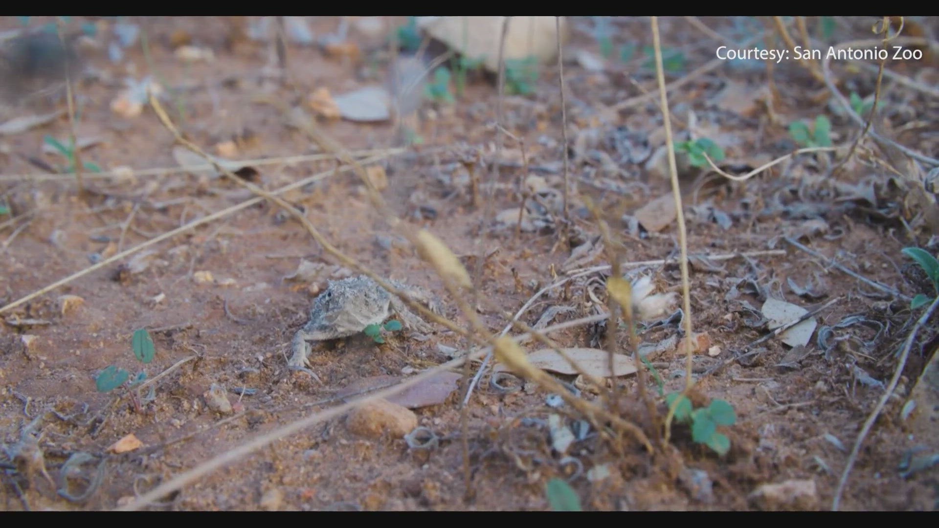 It's part of a reintroduction project where the lizards are monitored after release.