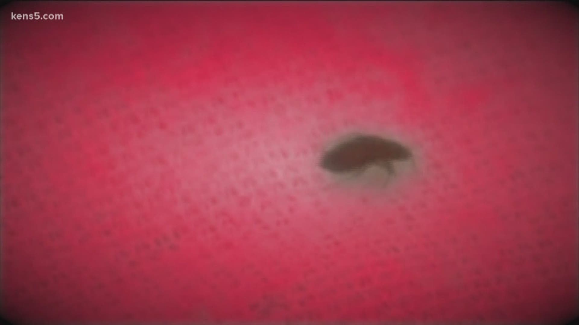 All 64 inmates from one unit in the Bexar County Adult Detention Center Annex at the Bexar County Jail have been removed following a bed bug infestation.