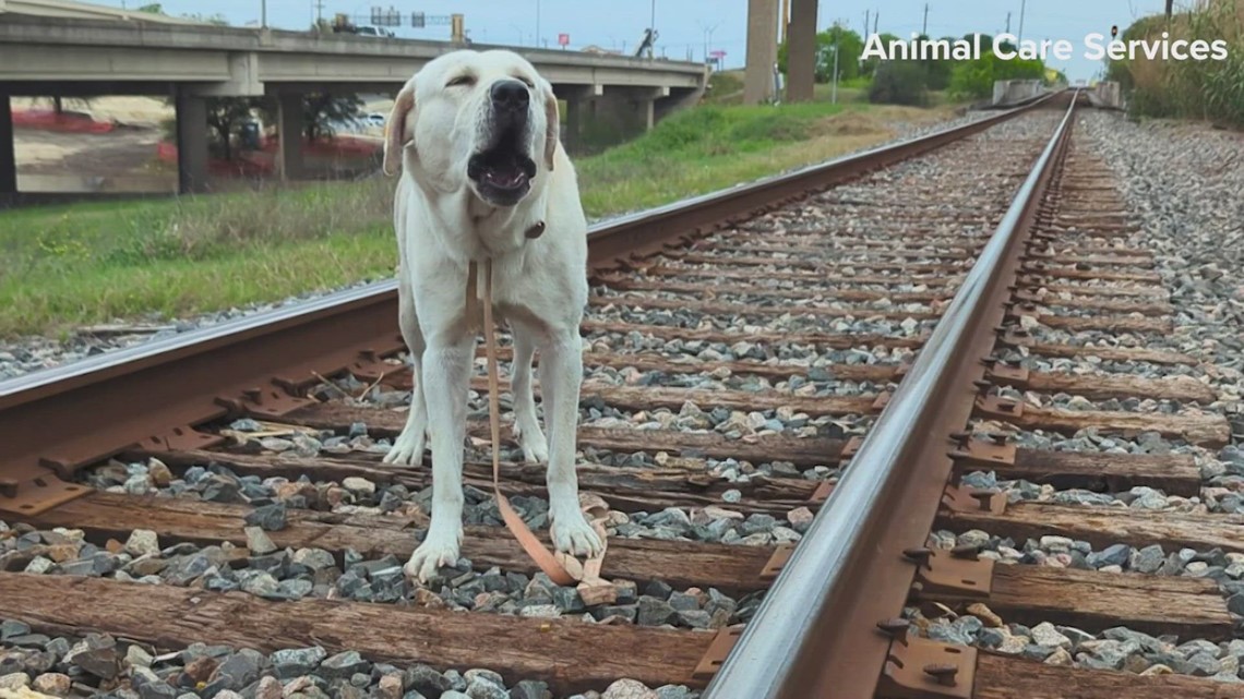 Officer saves dog as a train made its approach through San Antonio