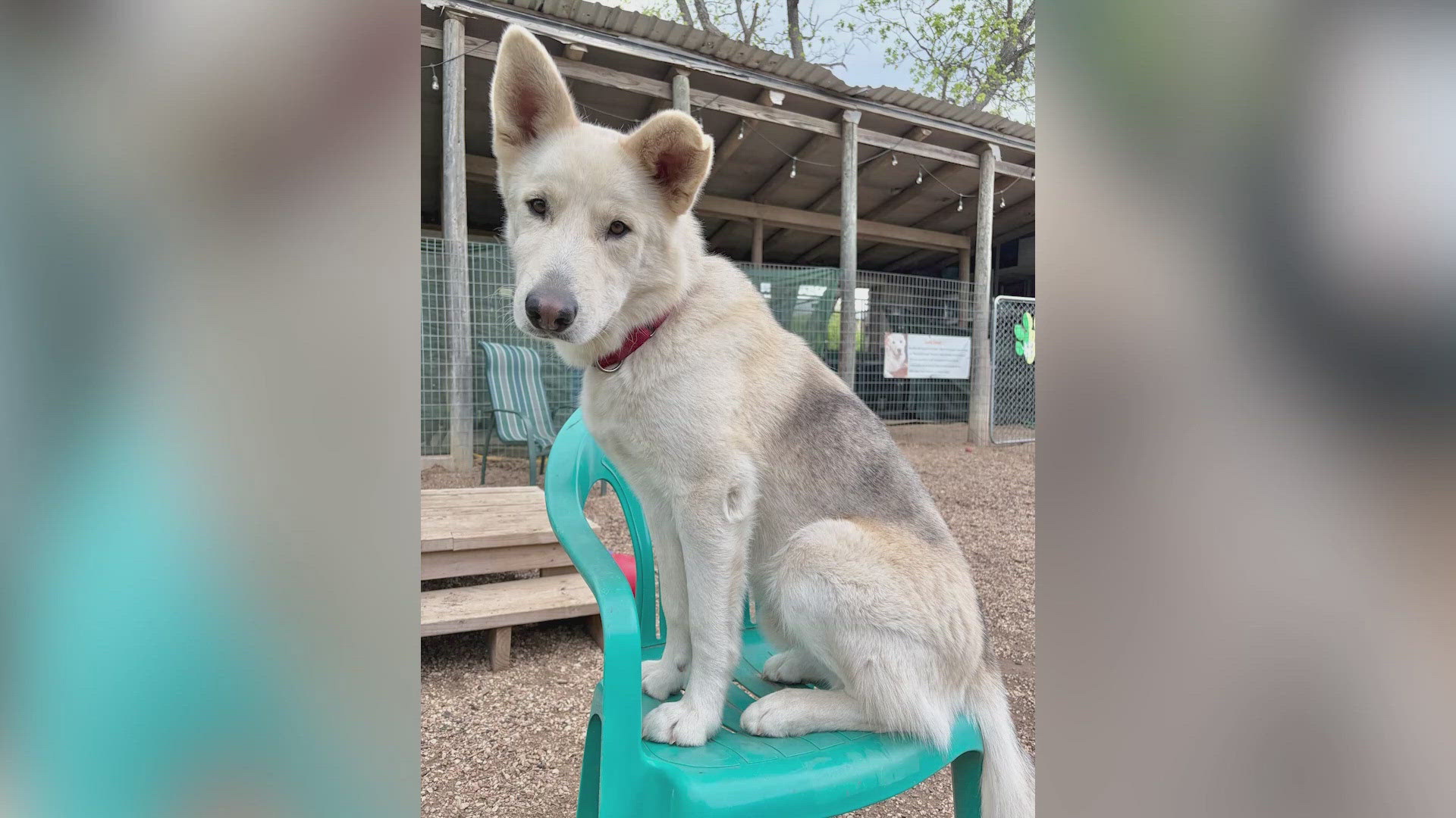 Abandoned once, now Mack just wants a family | Forgotten Friend
