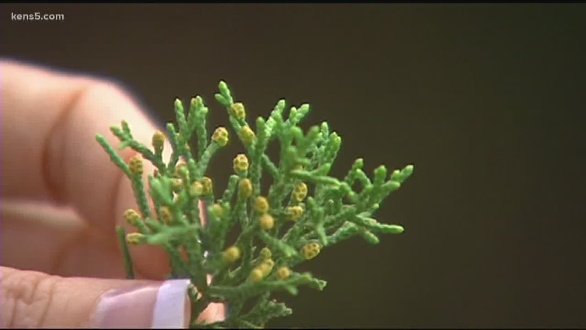 The peak of Mountain Cedar season is here!