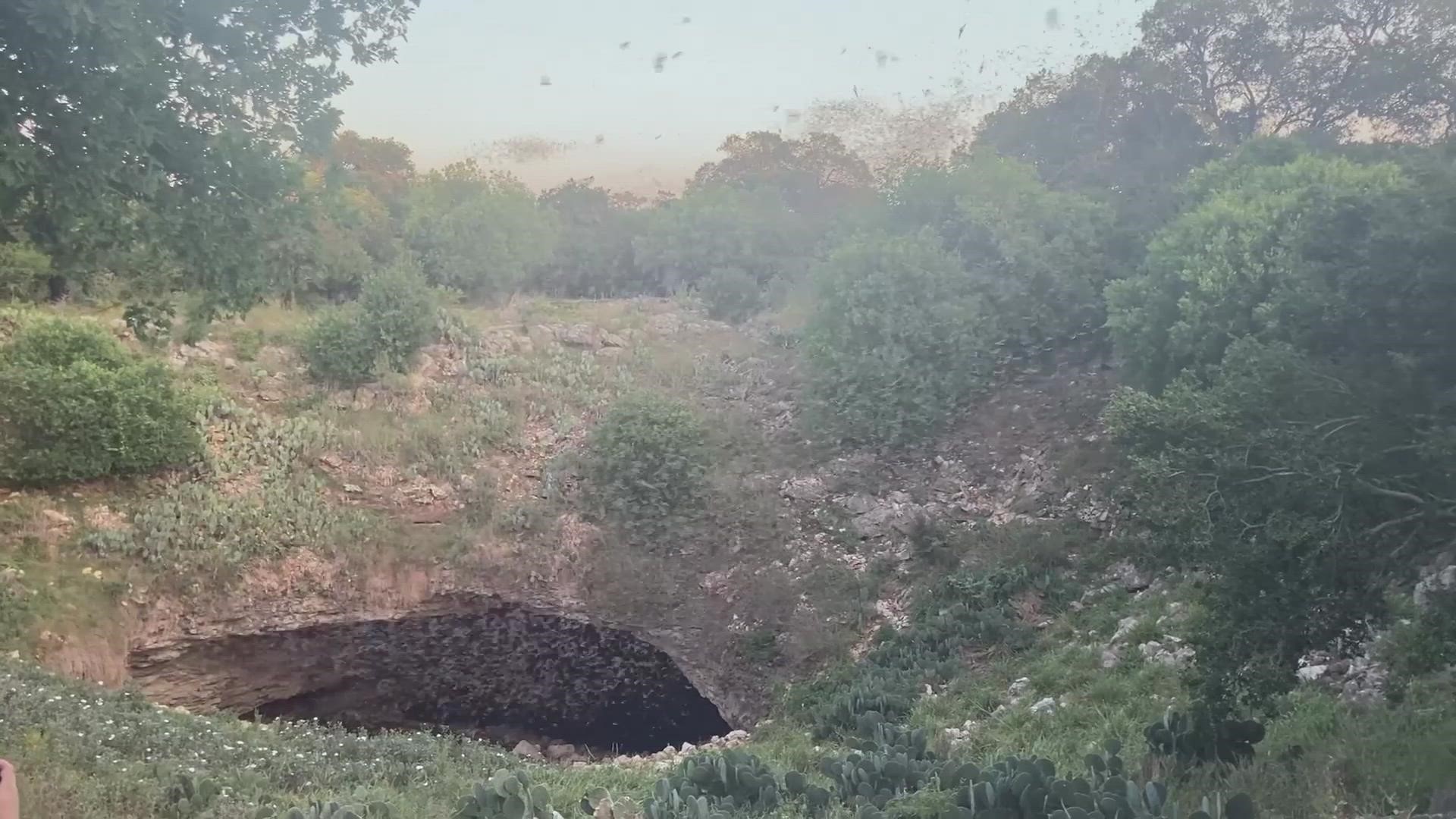 Millions of bats emerge every summer from the Bracken Cave Preserve.