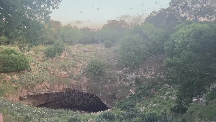 Bats emerge from Bracken Cave Preserve