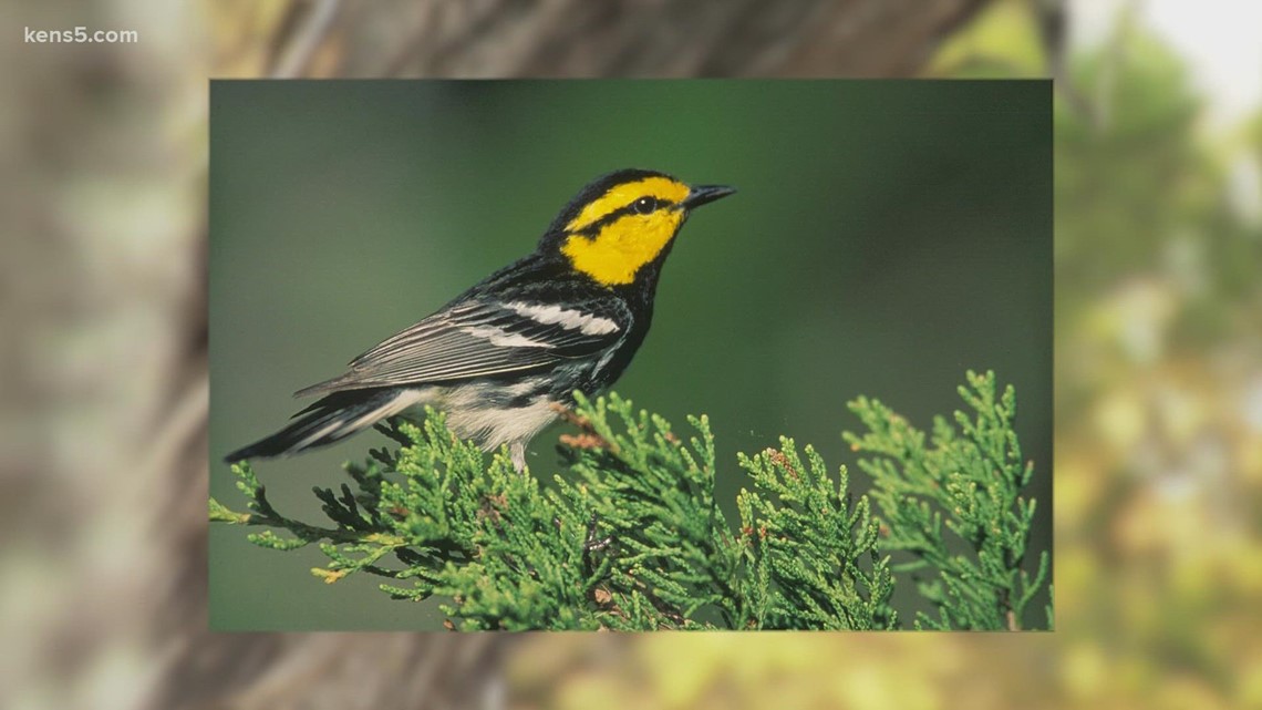 Lawsuit claims Texas bird threatens development along I-35 - Vimarsana News