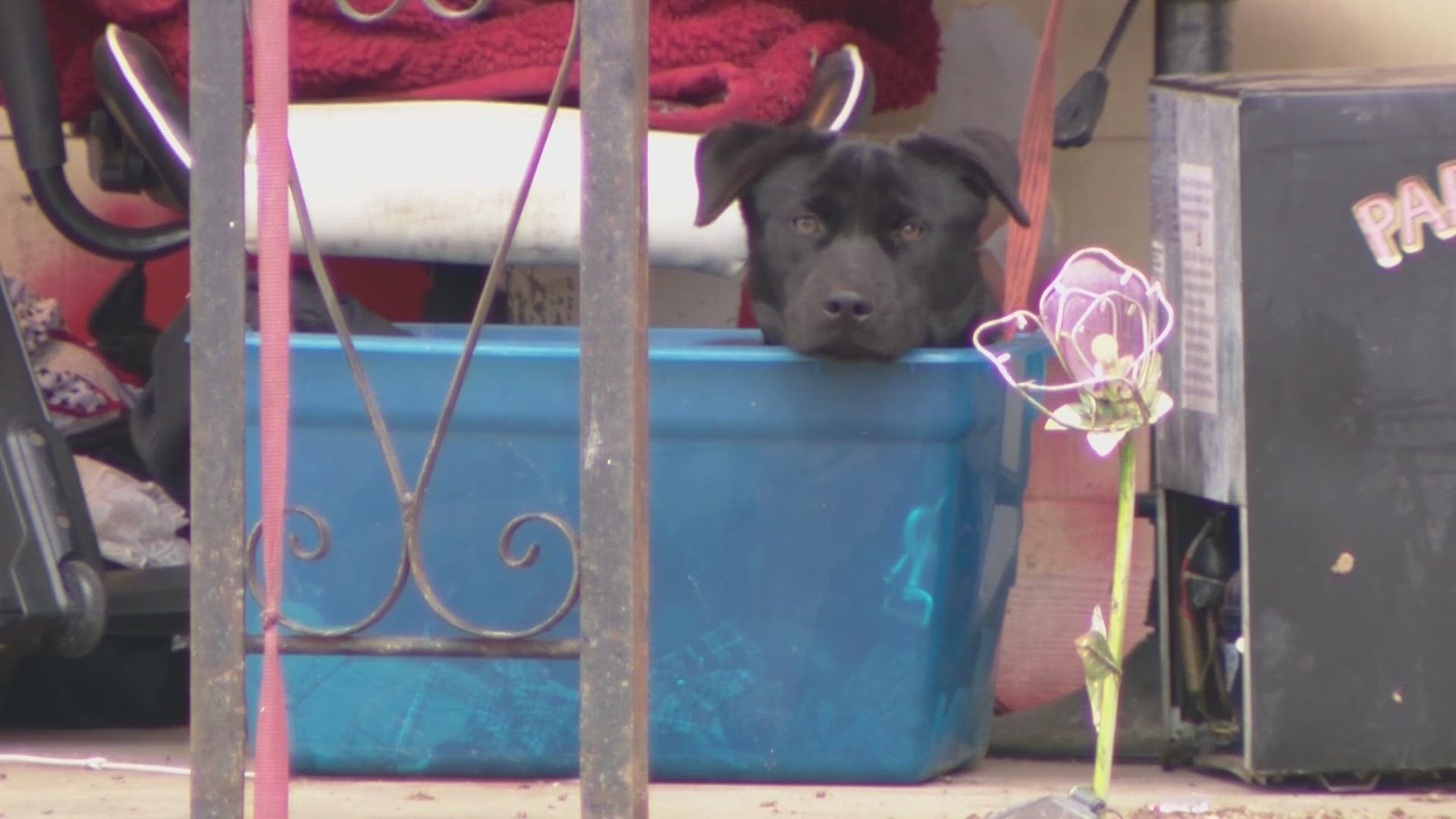 ACS said that since Sunday they've received over 400 calls about pets in dangerous conditions.