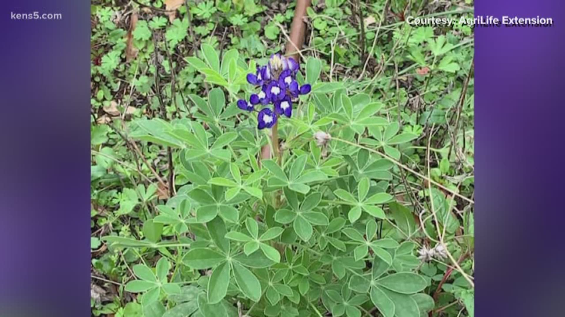 We're still a few months away from peak bluebonnet season-- but a few of the blooms have been spotted around the Hill Country.
