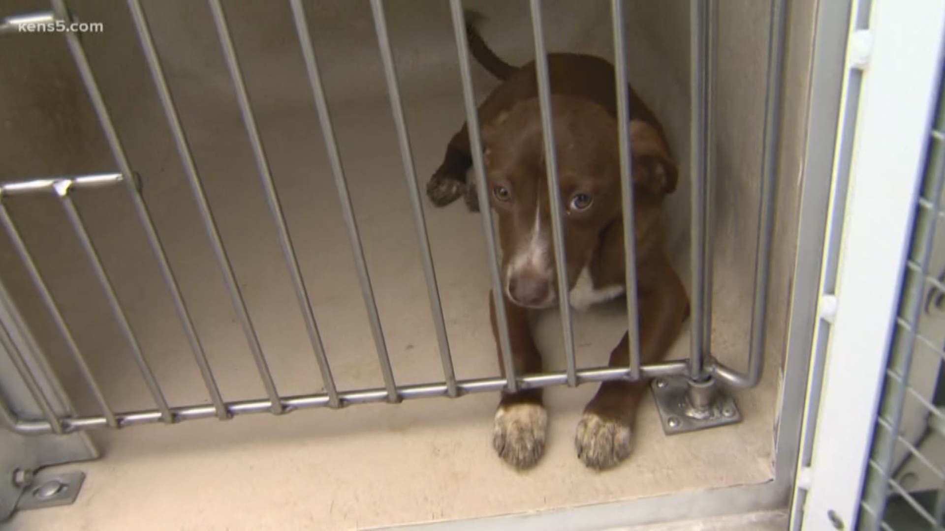Two big animal rescues in one day. The same day officers rescued 23 dogs in 'deplorable condition' on the northeast side, a dozen more dogs were surrendered from a home on Dullye, southwest of downtown. Eyewitness News reporter Sharon Ko joins us live at the San Antonio Humane Society with details.