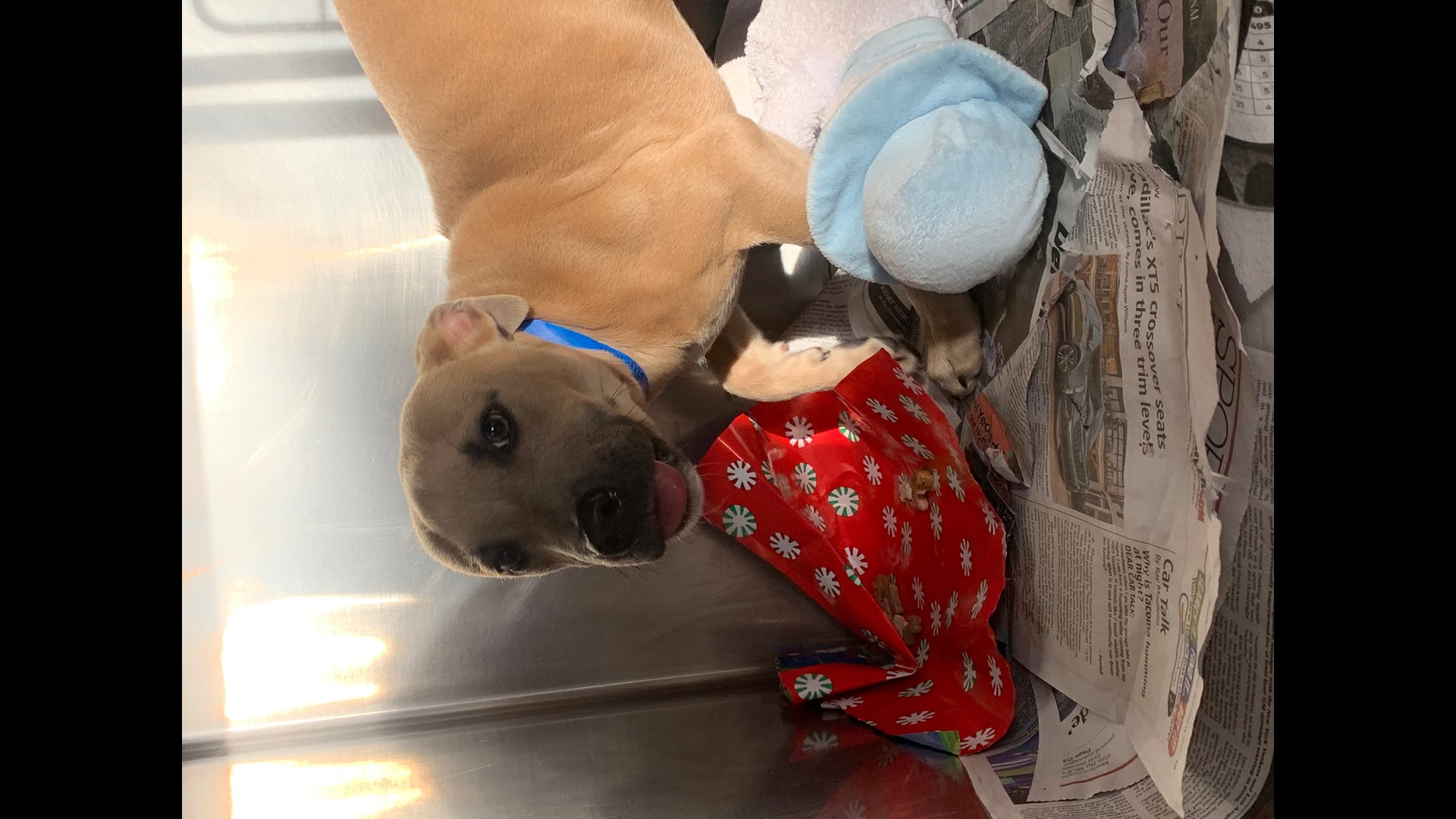 Pets at the San Antonio Humane Society open gifts of their own on Christmas