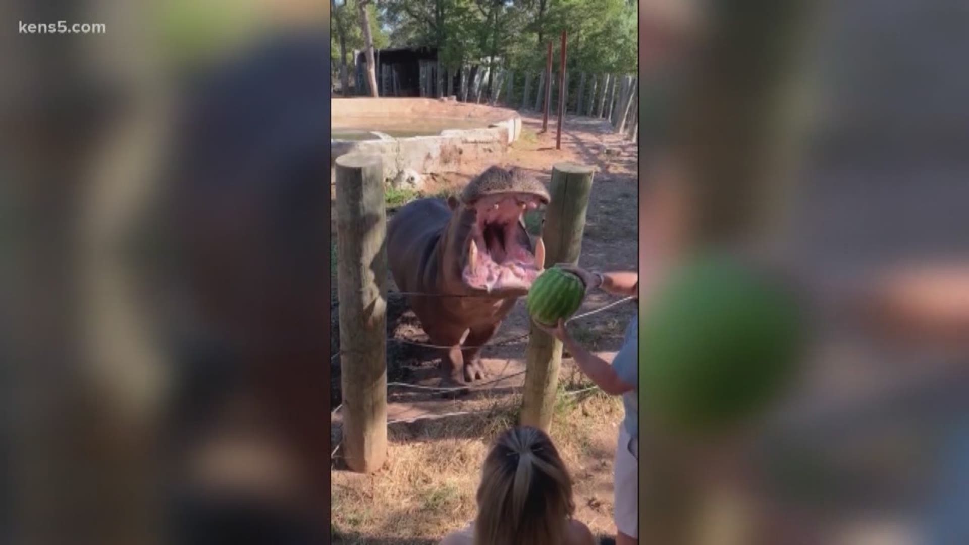 Twitter created an uproar after a couple threw a watermelon colored with blue Jell-O to a hippo.