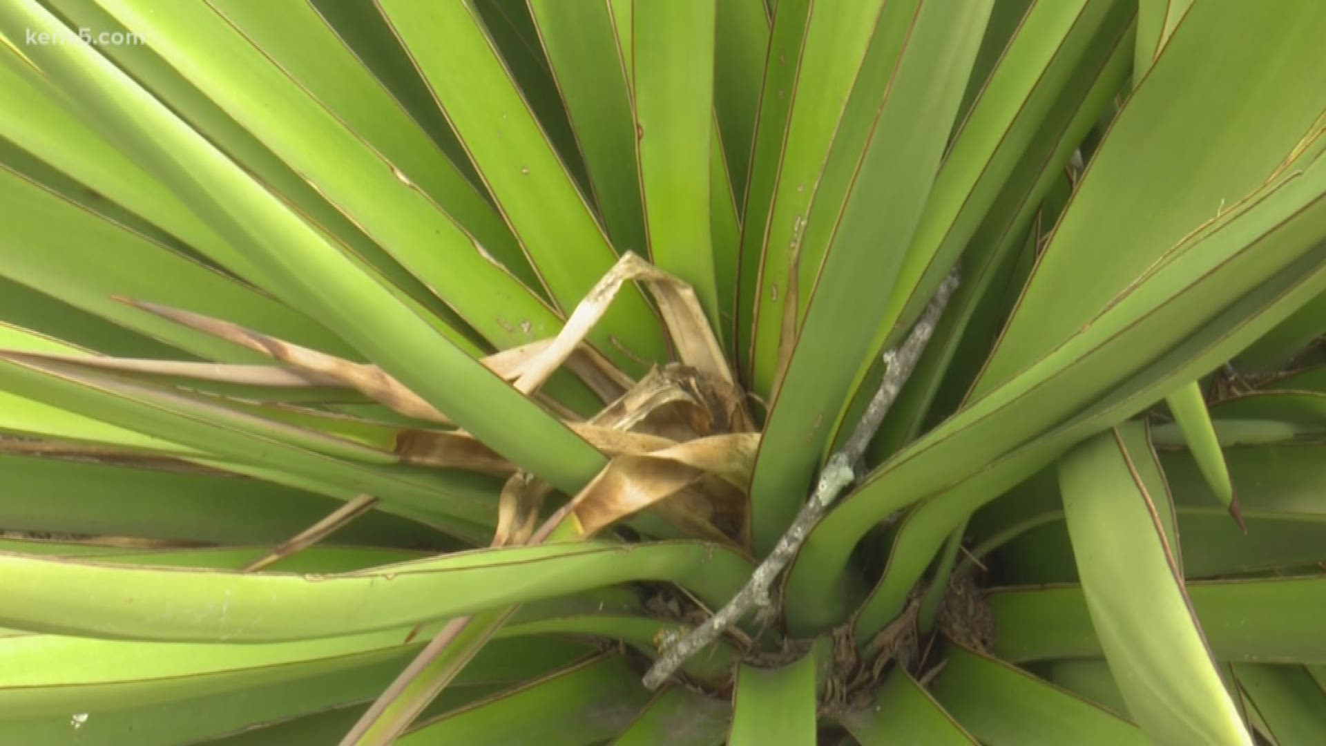 One man calls it a crime against nature and stealing from everyone who enjoys the beauty of a local park. Vandals have hacked and hauled away almost every single bloom from the yucca plants in Southside Lions Park in southeast San Antonio.
