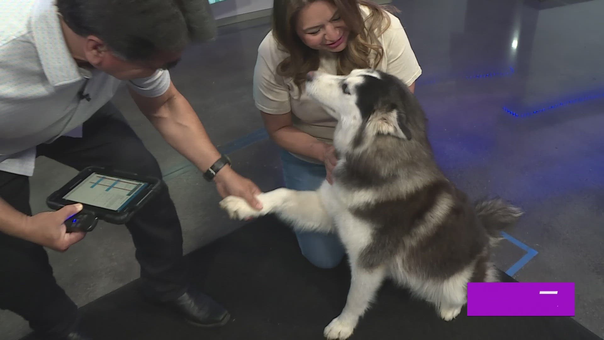 Adopt a Husky! | Great Day SA | kens5.com