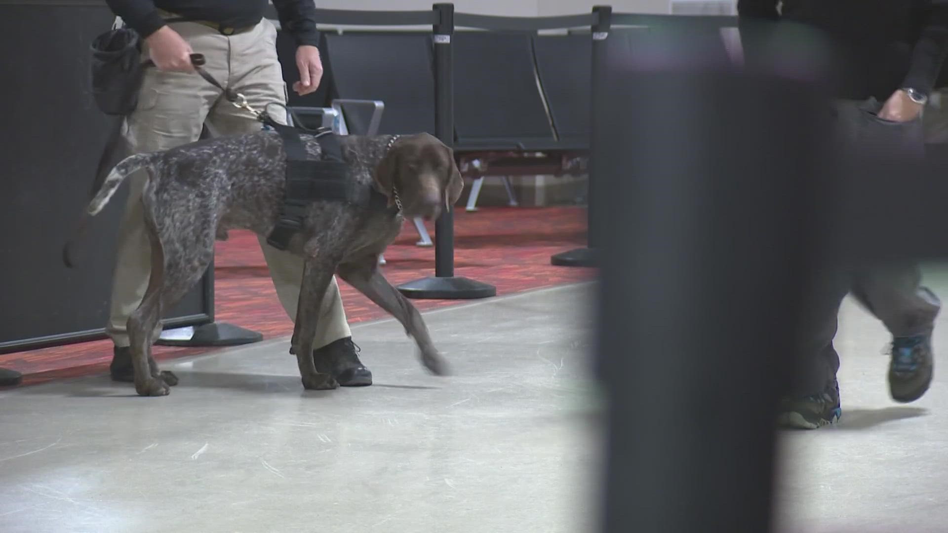 Almost every dog securing State Farm Stadium learned to detect explosives at JBSA Lackland.