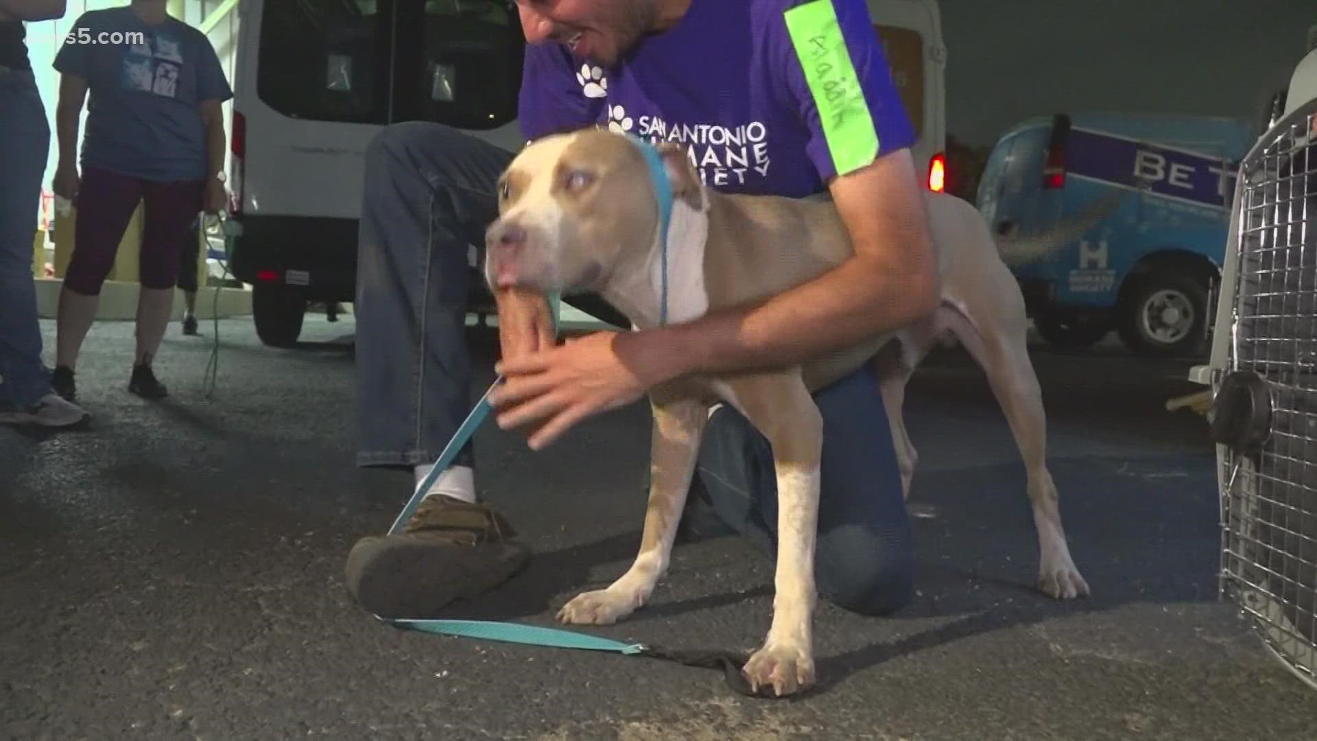 Volunteers brought in 85 cats and 55 dogs early Thursday morning from Louisiana. The San Antonio Humane Society is in dire need of pet supply donations right now.