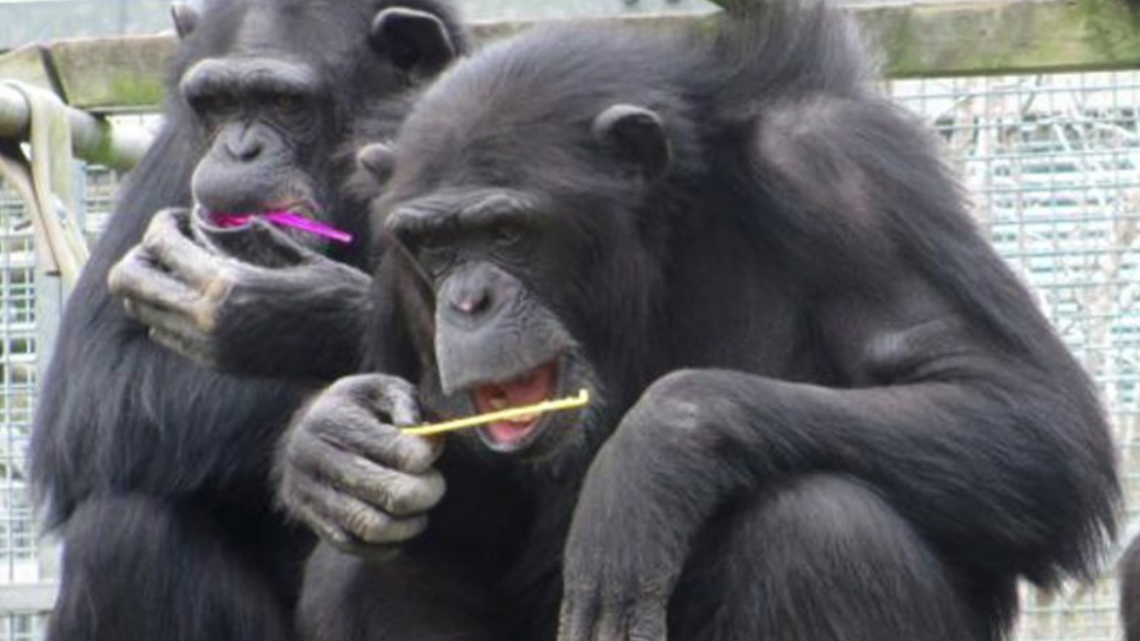 Primarily Primates asking for items to keep animals safe | kens5.com