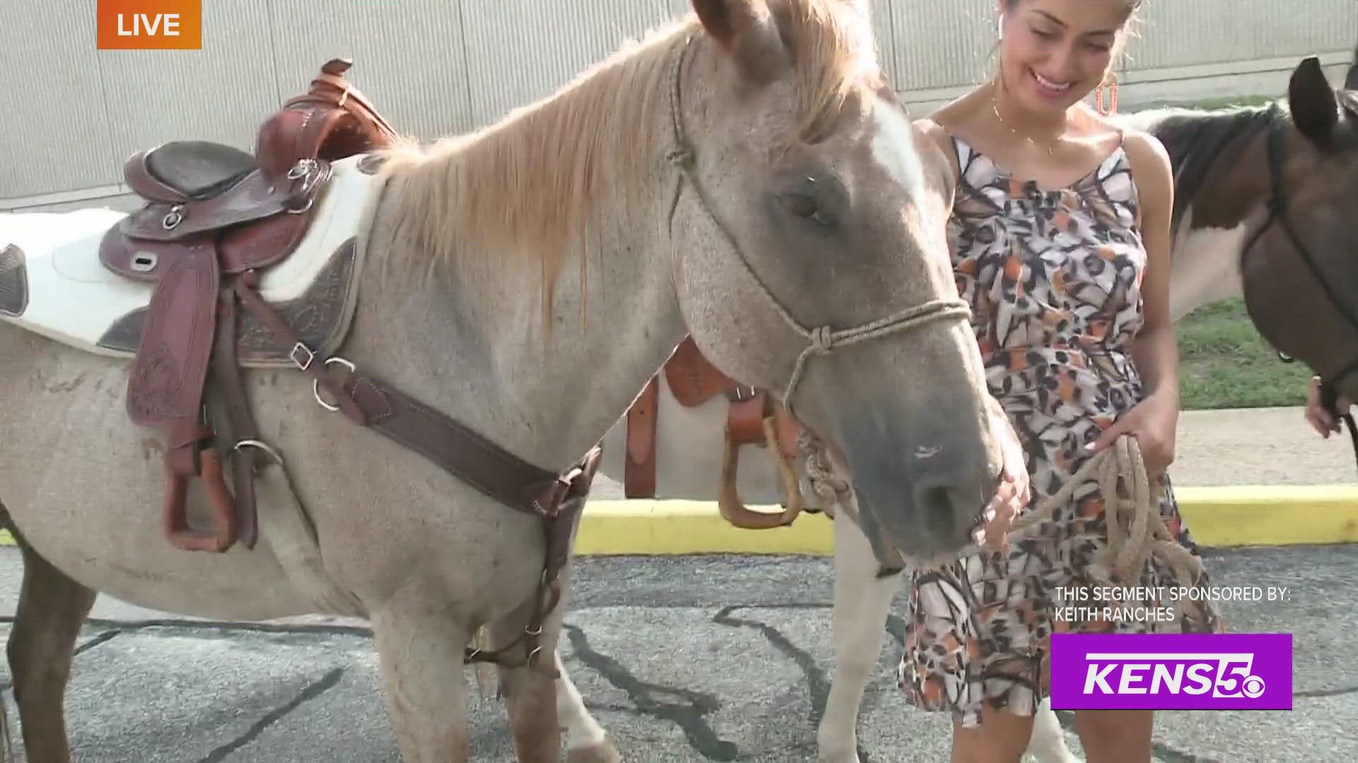 Saddle up partner because a local ranch is home to many horses that need a forever home and Roma is learning all the tips on what it takes to own one.