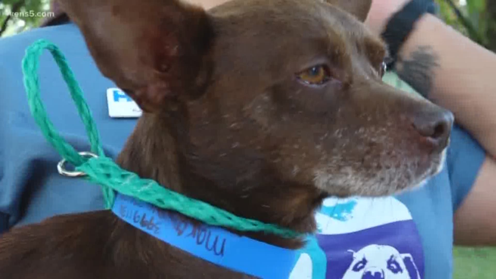 The San Antonio Humane Society says they breathed a sigh of relief when two dogs that were stolen on Saturday were returned by an anonymous person on Sunday.