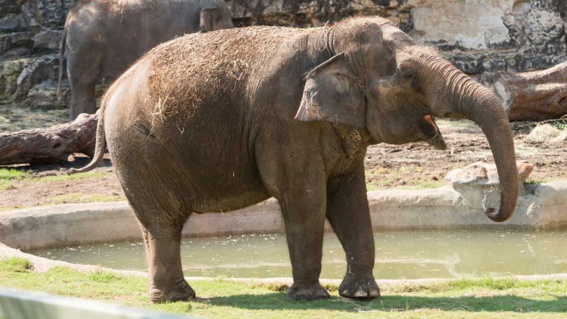 San Antonio Zoo celebrates 60th birthday of Lucky the Elephant | kens5.com