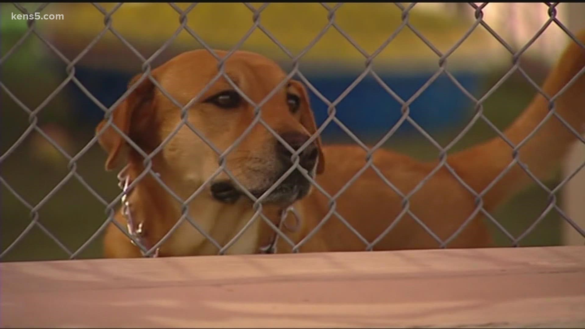 The Director of Government Relations for the Texas Humane Legislation Network says for years they’ve been pushing for stricter laws when it comes to pet shelter.