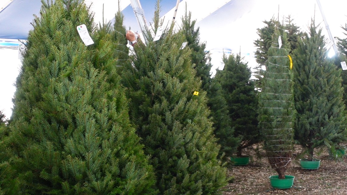 Recycle your Christmas tree in San Antonio. Here's what you need to ...