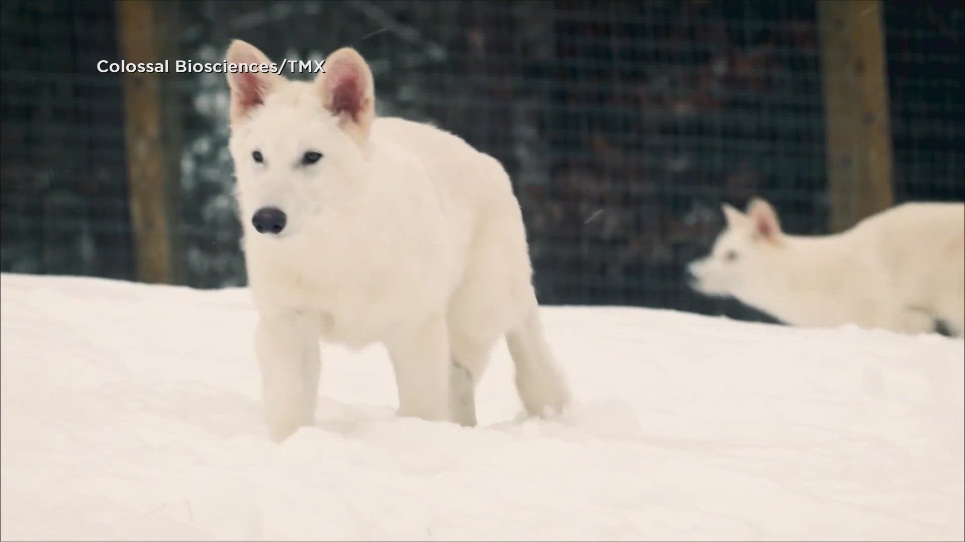 December Wolves 'Til Ten Years 激レア　廃盤 s-l400.jpg