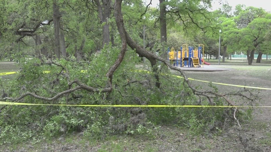 Tree inspections are underway at city parks with Easter camping nearing - Vimarsana News
