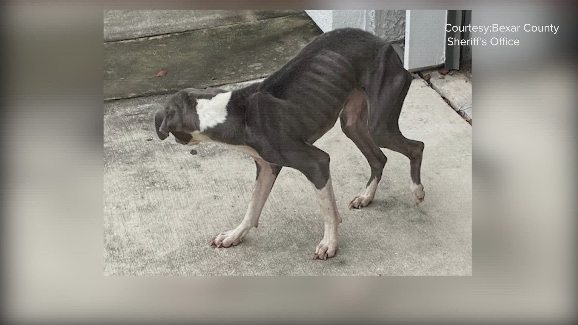 A woman is facing animal cruelty charges after Bexar County deputies found a decomposing dog in her apartment.