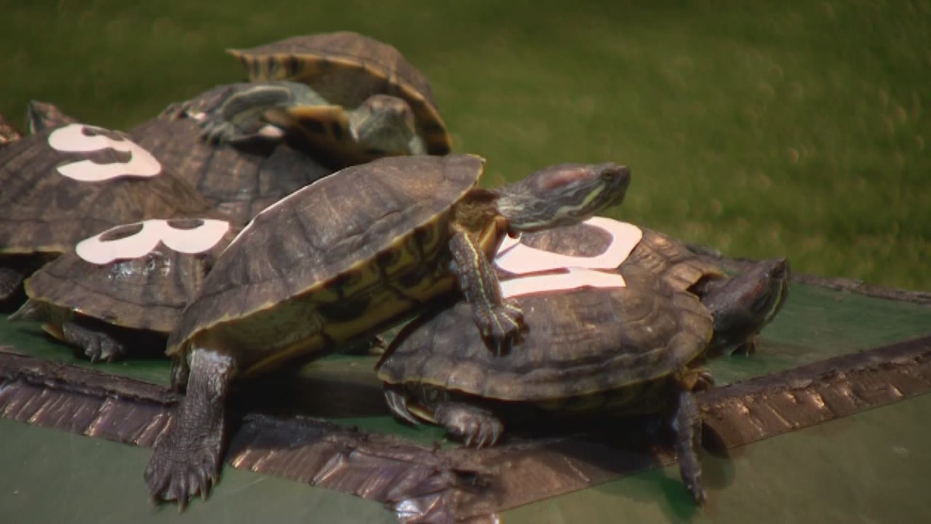 Turtle races a slow sensation in San Antonio